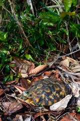 Bell's hinge-back tortoise // Glattrand-Gelenkschildkröte (Kinixys belliana)