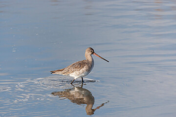 Bar-tailed Godwit (Limosa lapponica) perched in lake