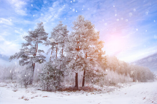 Beautiful winter landscape forest glade with snow-covered trees in hoarfrost and falling snowflakes in nature - Powered by Adobe