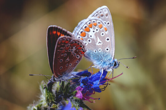 Motyle Bilder Durchsuchen 1,284 Archivfotos, und