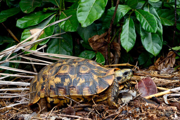 Glattrand-Gelenkschildkröte // Bell's hinge-back tortoise (Kinixys belliana)