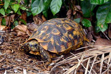Glattrand-Gelenkschildkröte // Bell's hinge-back tortoise (Kinixys belliana)