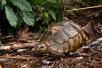 Bell's hinge-back tortoise // Glattrand-Gelenkschildkröte (Kinixys belliana)