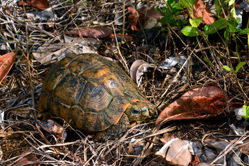 Glattrand-Gelenkschildkröte // Bell's hinge-back tortoise (Kinixys belliana)