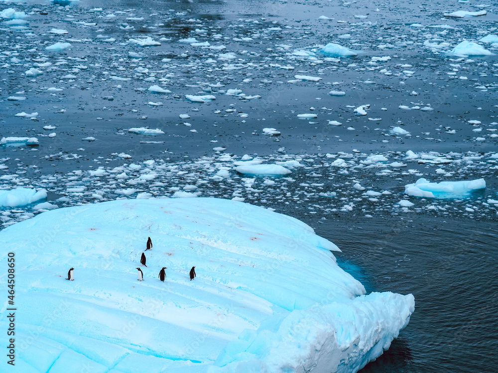 Sticker Group of penguins on the ice in Antarctica