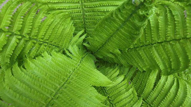 Rotating inside green fern leaves