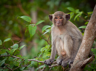 Monkeys from Southeast Asia. Filmed in Cambodia
