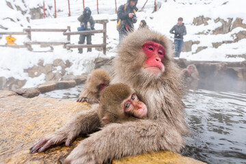  Tourists taking photo of Snow monkeys in Jigokudani Monkey Park in Japan. Japanese macaques sitting in a hot spring.