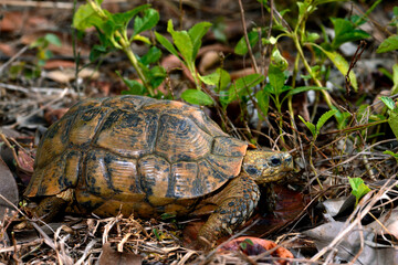 Glattrand-Gelenkschildkröte // Bell's hinge-back tortoise (Kinixys belliana)