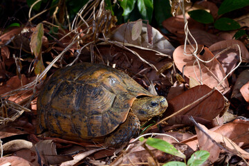 Bell's hinge-back tortoise // Glattrand-Gelenkschildkröte (Kinixys belliana)