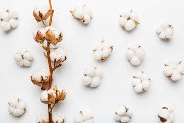 Autumn Floral Flat lay background composition. Dried white fluffy cotton flower branch top view on...
