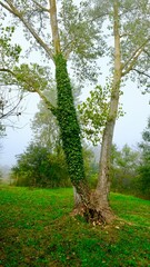 Fototapeta premium ARBRE BORD DU RHÔNE SABLONS ISERE