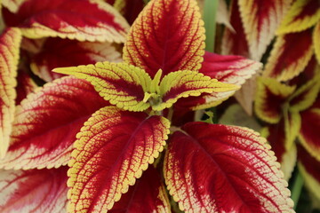 a lot of beautiful leaves of Codiaeum variegatum close-up © YENTING