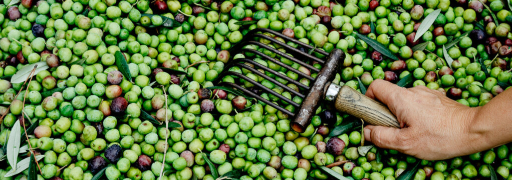 uses comb-like tool to collect olives, web banner