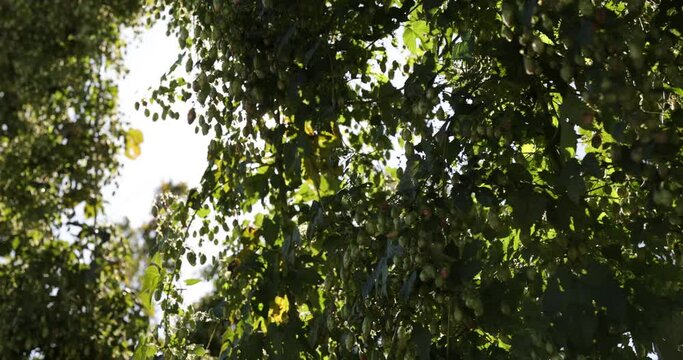 hop plant  at sunrise with  backlit and bokeh, Green fresh hop cones for making beer and bread 