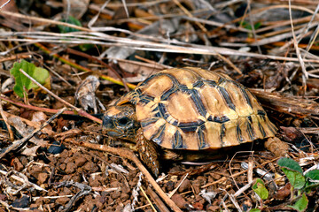 Glattrand-Gelenkschildkröte // Bell's hinge-back tortoise (Kinixys belliana)