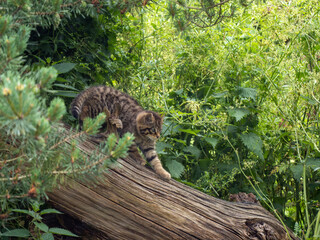 Scottish Wildcat Kitten in Grass