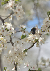 bumblebee collect pollen from flowers