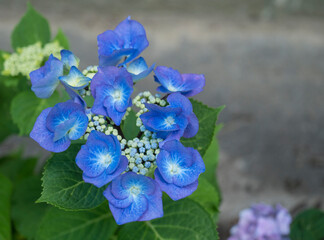 Close up vivid blue Hydrangea flower, Hydrangea macrophylla blooming in a garden. Beautiful blossom hortensia flowers in bloom. Selective focus, copy space