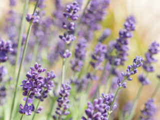 Close up Lavandula angustifolia, Levander floral pattern, bunch of flowers in bloom, purple lilac scented flowering plant on green bokeh background, selective focus