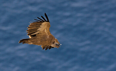 Obraz premium Griffon Vulture (Gyps fulvus), Crete
