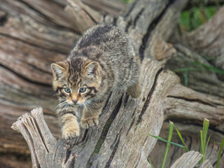 Scottish Wildcat Kittenon a Log © Stephan Morris 