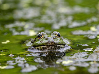 Marsh frog Head in water