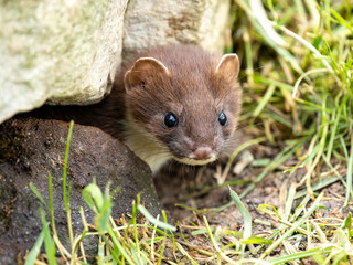 Stoat Head Looking out of a Hole