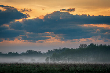 Sunrise over the meadow in the morning fog. Morning sunrise. Conditions of poor visibility. Natural landscape. Weather. Synoptic.