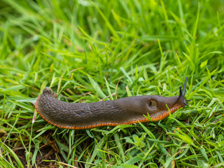 Large Red Slug on Grass