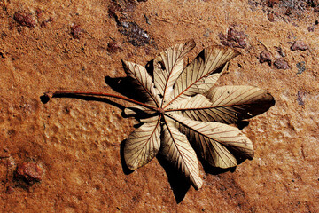close up of dried flower