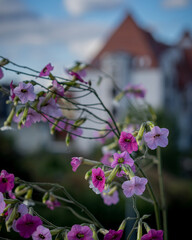 flowers in front of a building 