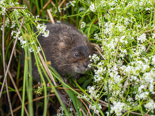 Water Vole Hiding in Weeds by a Pond - obrazy, fototapety, plakaty