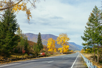 Fototapeta premium Colorful autumn landscape with birch tree with yellow leaves in sunshine near mountain highway. Bright alpine scenery with mountain road and trees in autumn colors. Highway in mountains in fall time.