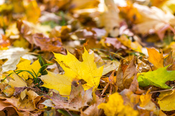 autumn leaves background