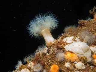 A Frilled anemone, or Metridium senile at a Swedish Weather Island reef