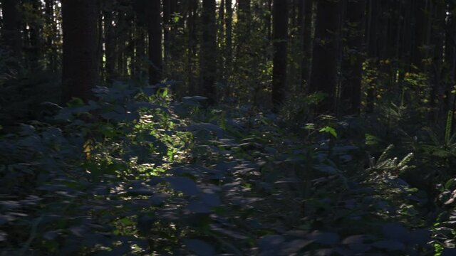 Beim sonnigen Wetter im Wald die Natur genie&szlig;en.