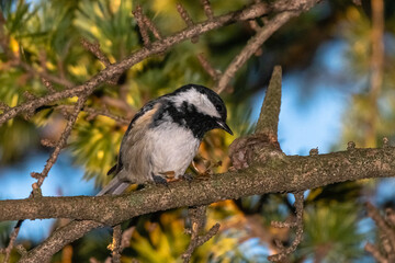 Coal Tit perched on a tree branch