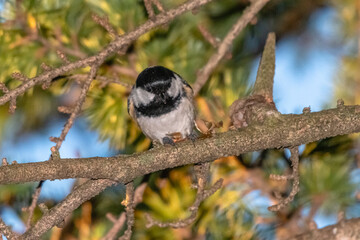 Coal Tit perched on a tree branch