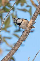 crested tit perched on a tree branch
