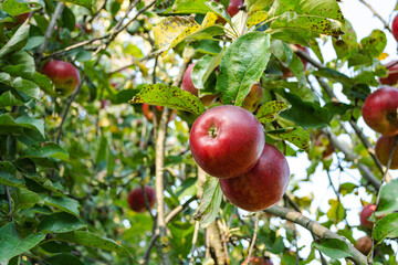 Ripe red apples hang from the tree before harvesting in the fall.