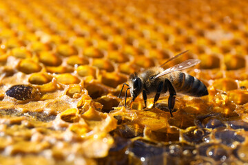 Closeup view of fresh honeycomb with bee