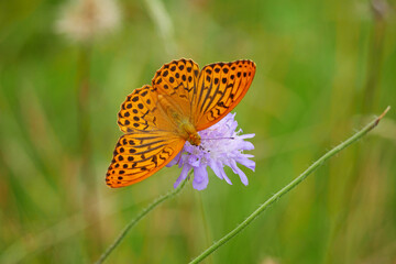 Kaisermantel (Argynnis paphia)