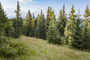 Fototapeta na wymiar large Christmas tree trees growing on mountain slopes