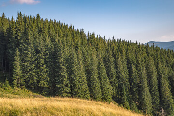 Fototapeta na wymiar tall and large trees in the mountains. walk on mountain tops. wide panorama of the nature of the mountains