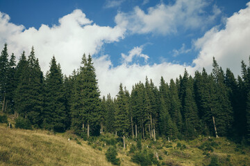 tall and large trees in the mountains. walk on mountain tops. wide panorama of the nature of the mountains