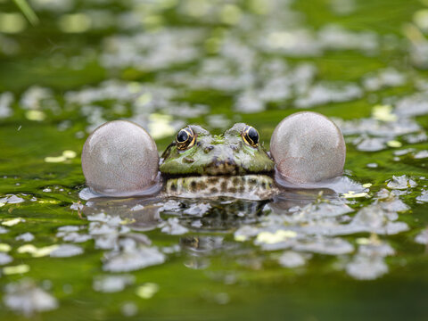 Marsh frog Head Bellowing in Water