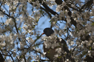 a wood pigeon hides on a blooming cherry tree branch
