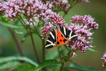 Russischer B&auml;r (Euplagia quadripunctaria)