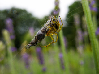 Spider and fly on the web
